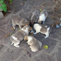 Cuccioli incrocio Caucaso abruzzese