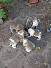 Cuccioli incrocio Caucaso abruzzese