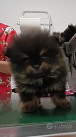Spitz tedesco nano black e tan Pomerania
