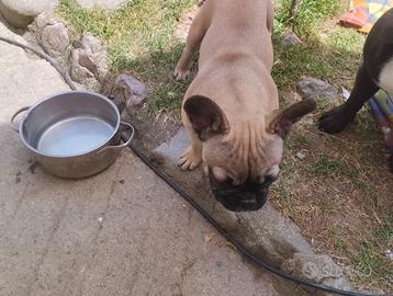 Bulldog Francesi Exotic