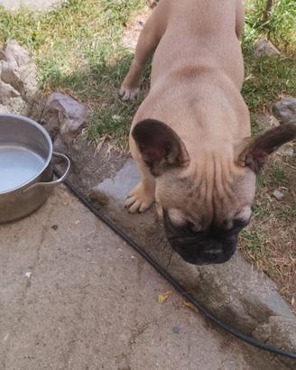 Bulldog Francesi Exotic