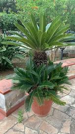 Cycas (Polaskia chichipe)