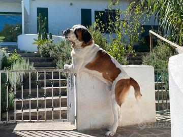 San Bernardo Maschio per Monta