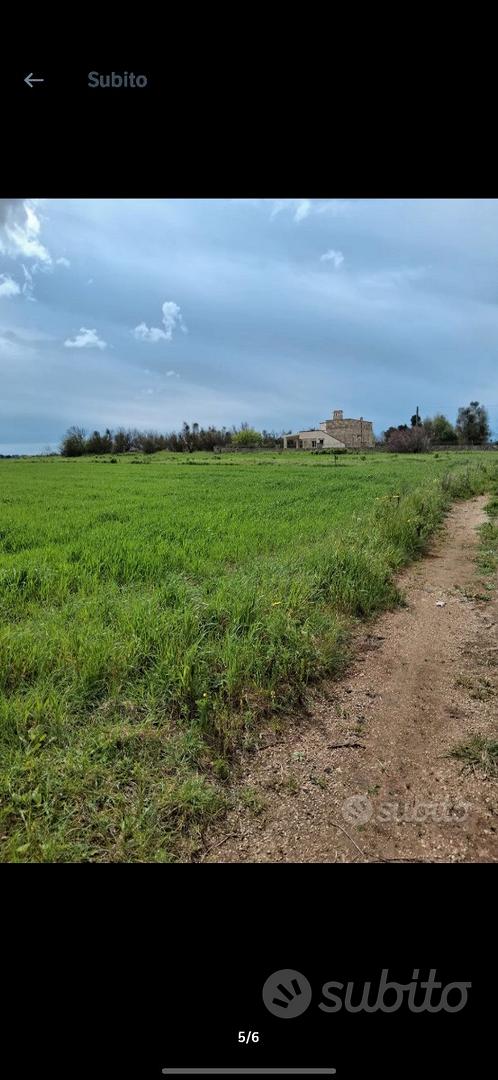 Terreno Agricolo Galatone 8000 m² - View 5