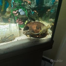 Ancistrus