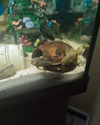 Ancistrus