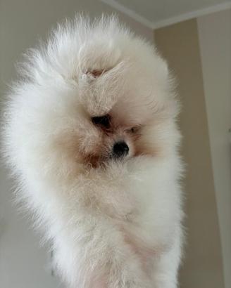 Volpino Di Pomerania
