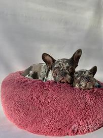 Bulldog Francese - M & F