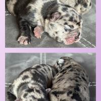 Cuccioli di Bulldog Francese Fluffy