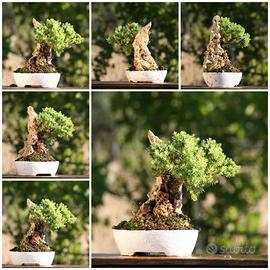 Prebonsai Ginepro Procumbes nano