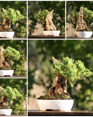 Prebonsai Ginepro Procumbes nano