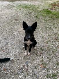 Cuccioli di Simil Border collie