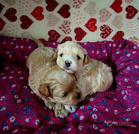 cuccioli maltipoo 