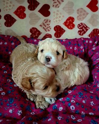 cuccioli maltipoo 
