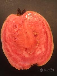2 piante di Guava rosa, guajava, guayaba
