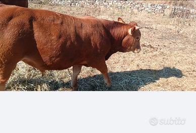 Torello Limousine 18 mesi