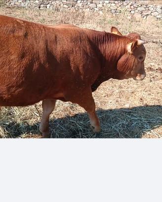 Torello Limousine 18 mesi