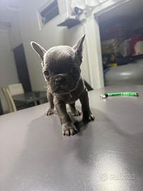 Bulldog Francese Blu