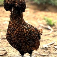 Gallina Padovana gran ciuffo