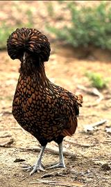 Gallina Padovana gran ciuffo