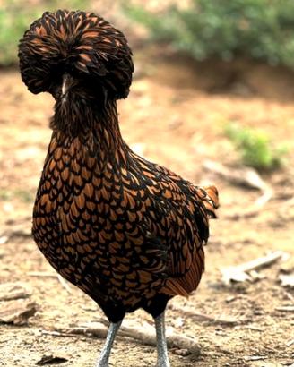 Gallina Padovana gran ciuffo