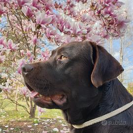 Labrador chocolate per monta