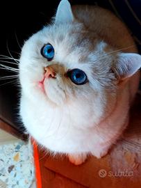 British shorthair pelo corto di 7 mesi