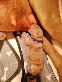 Cuccioli di Weimaraner