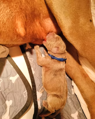 Cuccioli di Weimaraner