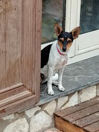 Cucciolo di pincher