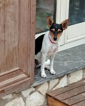 Cucciolo di pincher