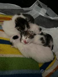 Cuccioli gattini