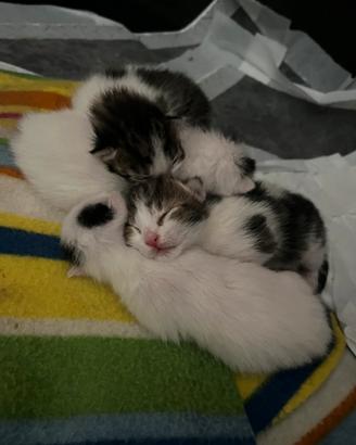 Cuccioli gattini