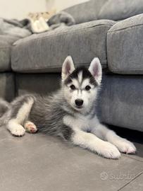 Cuccioli husky pedigree