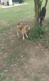 Cane, BEAGLE