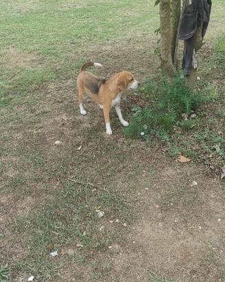 Cane, BEAGLE