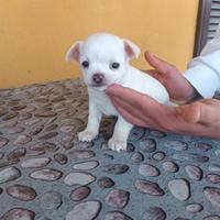 Chihuahua maschio