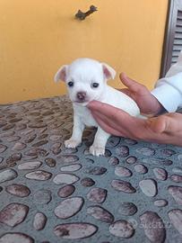 Chihuahua maschio