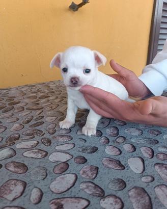 Chihuahua maschio