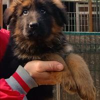 Cucciola di pastore tedesco a pelo lungo