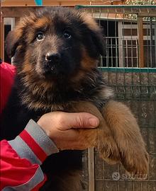 Cucciola di pastore tedesco a pelo lungo