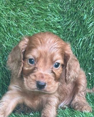 Cocker