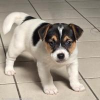 Jack Russell Terrier