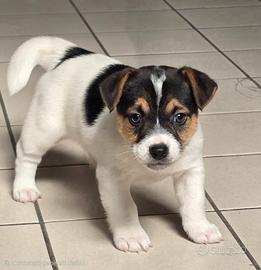 Jack Russell Terrier
