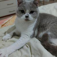 Vendita gatto femmina di 11 mesi