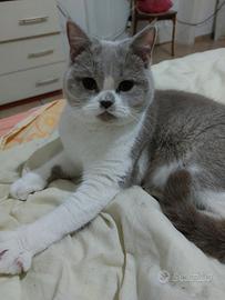 Vendita gatto femmina di 11 mesi