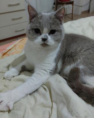 Vendita gatto femmina di 11 mesi