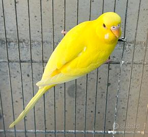 Cocorita lutino maschio