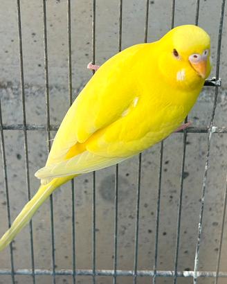 Cocorita lutino maschio
