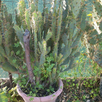 Opuntia monachantha